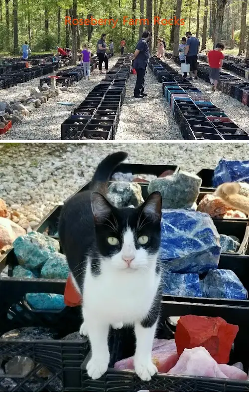 roseberry farm rocks la