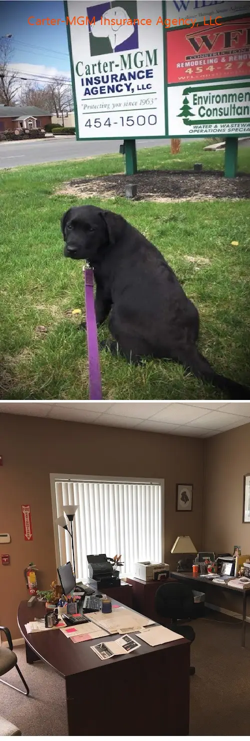 cartermgm insurance agency llc ny