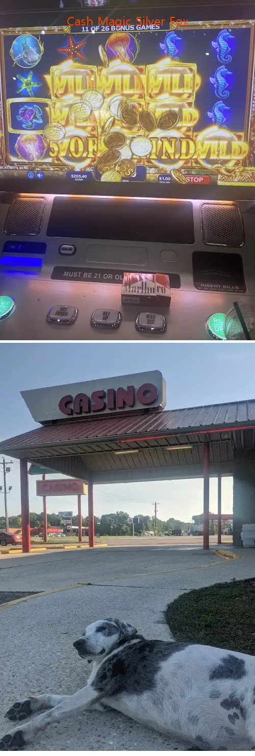 cash magic silver fox la